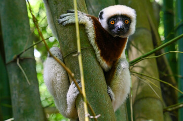 Sifaka lemur , Madagascar nature