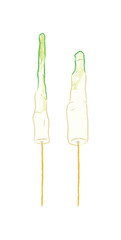 Raw whole water bamboo shoot for BBQ side dishes in food illustration