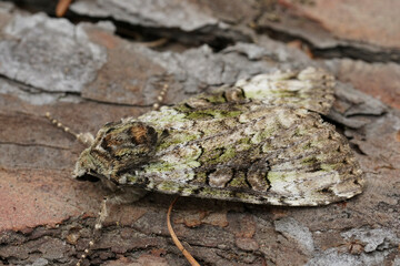 Closeup on a Green Arches owlet moth, Anaplectoides prasina, sitting on wood