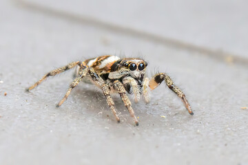 Araignées sauteuses blanche