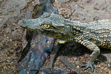 Young crocodile