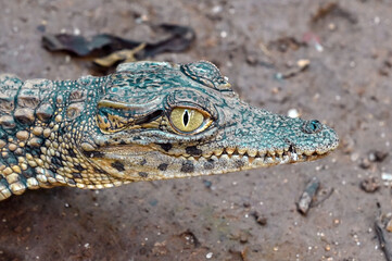 Young crocodile