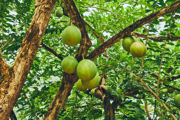 Greenhouse of ARTIS Amsterdam Royal Zoo Park.