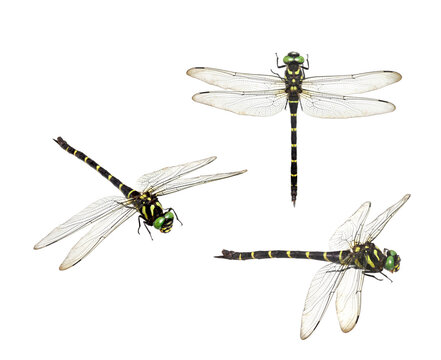 Anotogaster Sieboldii