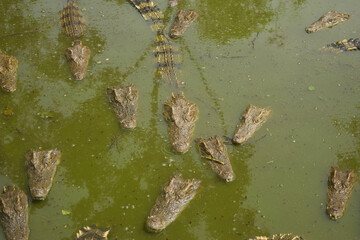 crocodiles background