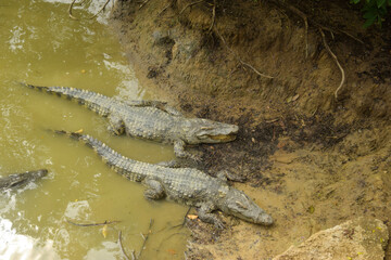 crocodiles background