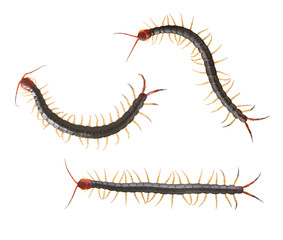 ムカデの3タイプ