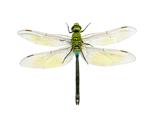 生きているギンヤンマを撮影しました