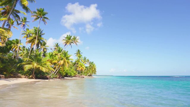 Sea waves on the golden sand of the Dominican beach with palm trees. Ocean breeze through palm trees, remote tropical beach in the Caribbean. Beautiful palms and turquoise blue waters on the island.