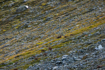 a herd of ibex in Val d'Anniviers, Valais