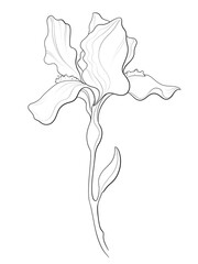 contour line illustration design element stylish graphic botany floristry garden flower iris on stem bloom close up for label postcard logo print sticker or coloring book