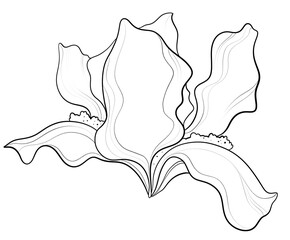 contour line illustration design element stylish graphic botany floristry garden flower iris bloom close up for label postcard logo print sticker or coloring book