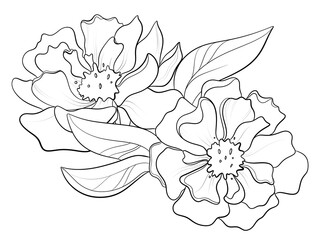 contour line illustration design element stylish graphic botany garden flower peony bloom closeup with leaves for label logo print tattoo sticker or coloring book