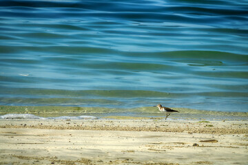 The common sandpiper (Actitis hypoleucos) wintering on the coast of the Persian Gulf - obrazy, fototapety, plakaty