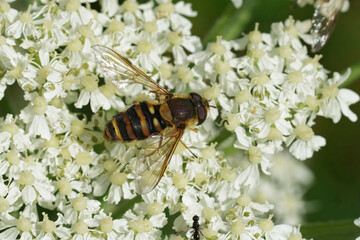 Closeup on a rare Yellow-faced Bristleside hoverfly, Parasyrphus nigritarsis, on a white yarrow flower
