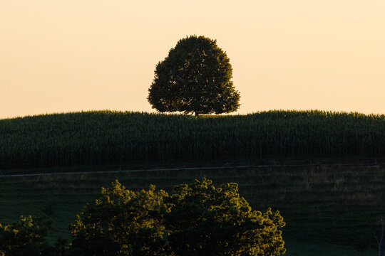 lonely tree on a hill in Emmental at sunset