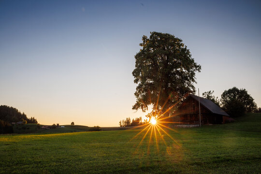Emmental sunset with a tree and a sunstar