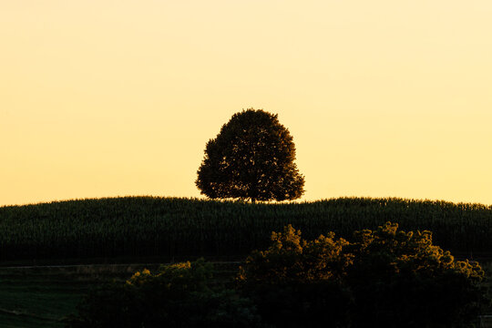lonely tree on a hill in Emmental at sunset