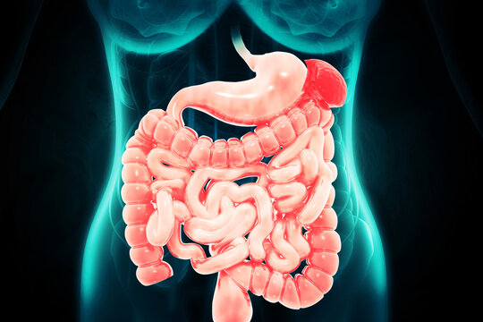Human digestive system on scientific background. 3d illustration