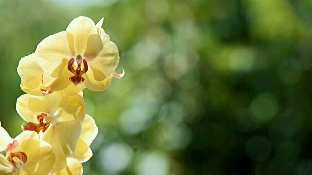 yellow Orchid branch on green natural background
