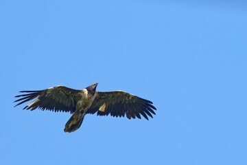 Gypaète barbu - Gypaetus barbatus - vautours
