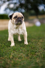 pug dog in the garden