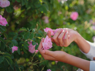 woman picking roses in Field of Damascena roses in sunny summer day . Rose petals harvest for rose...