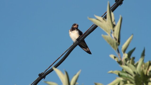 Una golondrina, posada en un cable acical&aacute;ndose al primer sol de la ma&ntilde;ana. Con rama de &aacute;rbol y cielo azul
