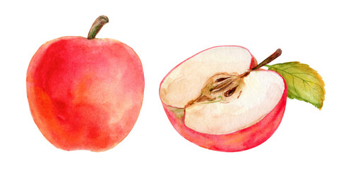 Watercolor red apple with cut half on white background. Illustration for postcard, invitation or print on fabric, label design, for thanksgiving and harvest day, scrapbooking.