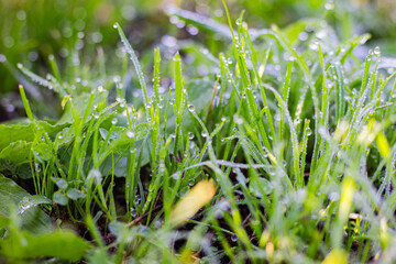 dew drops on the grass in the early morning