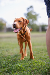 portrait of a brown labrador retriever dog in the garden in shallow depth of field in Piedmont