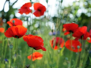 red poppy flowers