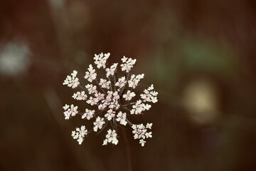 The white umbel of a wildflower, Daucus carota in the middle of the forest.