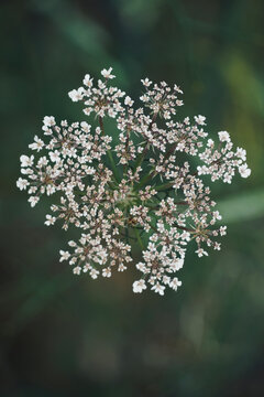 The white umbel of a wildflower, Daucus carota in the middle of the forest.