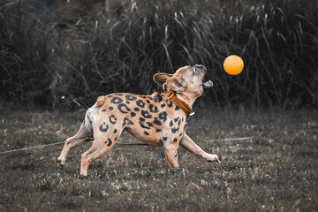 A female French Bulldog in Leopard's spots trying to catch the orange ball. May 3rd - a celebration of International leopard day with pets. French bulldog plays with a ball.