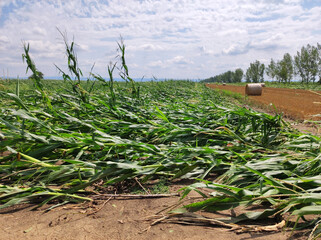 corn field damaged by the strong windy storm 