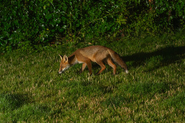 Naklejka na ściany i meble Red fox (Vulpes vulpes) in an English garden at night