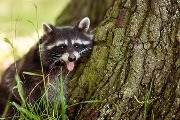 Cute  raccoon (Procyon lotor) near a tree in the forest.