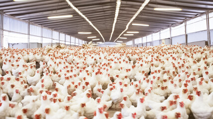 Indoors chicken farm, sustainability and chicken flock on farm for organic, poultry and livestock farming.
