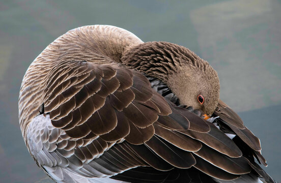 Greylag Goose (Anser anser) sleeping or resting with beak tucked in beside a lake