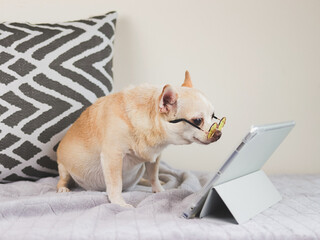 brown short hair Chihuahua dog wearing yellow eyeglasses sitting on bed with pillow and white background, looking at digital tablet screen. animal and technology concepts.