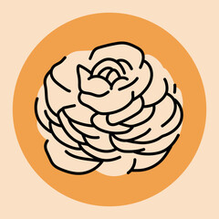 Ranunculus flower black line