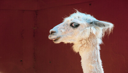 White fluffy llama expressing displeasure and anger turned to the side shot close-up against the...