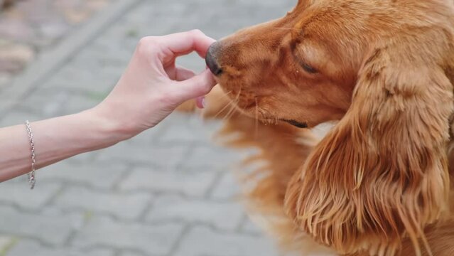Pretty pet eating dog food from hand of owner. English cocker spaniel eating dry granule food. Feeding of hungry dog. Outdoor training and encouragement. Yummy. Helping by paw. Pet adoption.