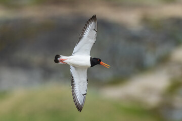 Eurasian oystercatcher (Haematopus ostralegus) at the beach

