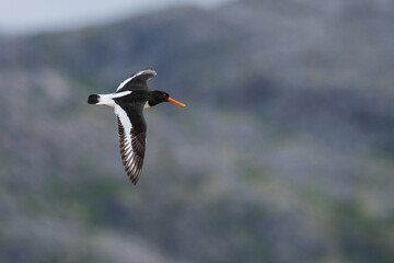 Eurasian oystercatcher (Haematopus ostralegus) at the beach

