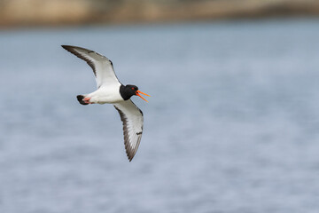 Eurasian oystercatcher (Haematopus ostralegus) at the beach

