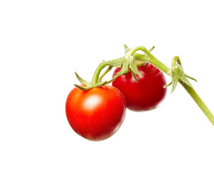 Tomato plant isolated on white background. Green seedling of fresh ripe red tomatoes, close up