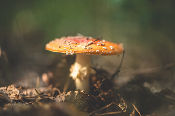 Beautiful red fly agaric in the forest. Close, macro
