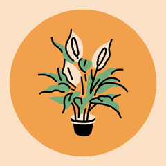 Spathiphyllum houseplant color element. Indoor decorative plant. Digital illustration for web page, mobile app, promo.